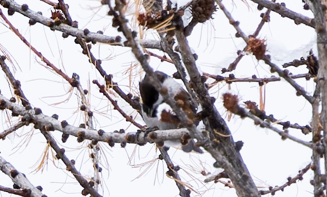 Гаїчка рудоспинна - ML519747891