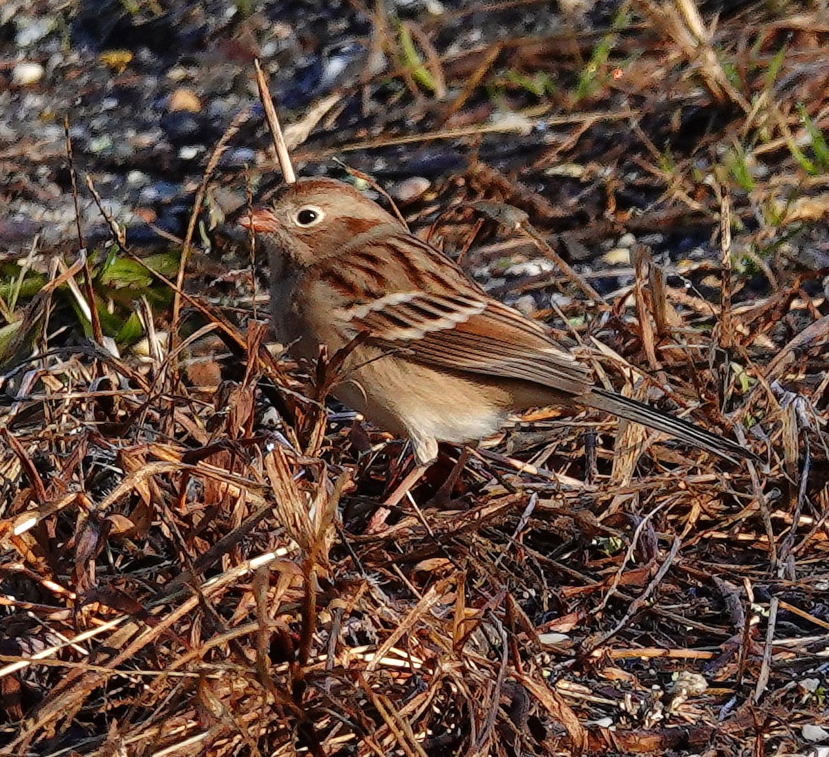 Field Sparrow - Kathleen Horn