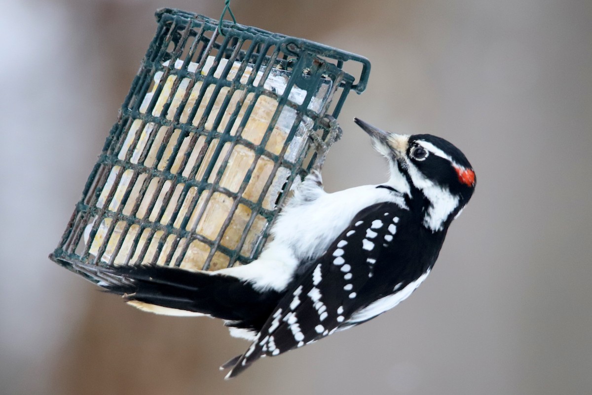 Hairy Woodpecker - Michele Chartier