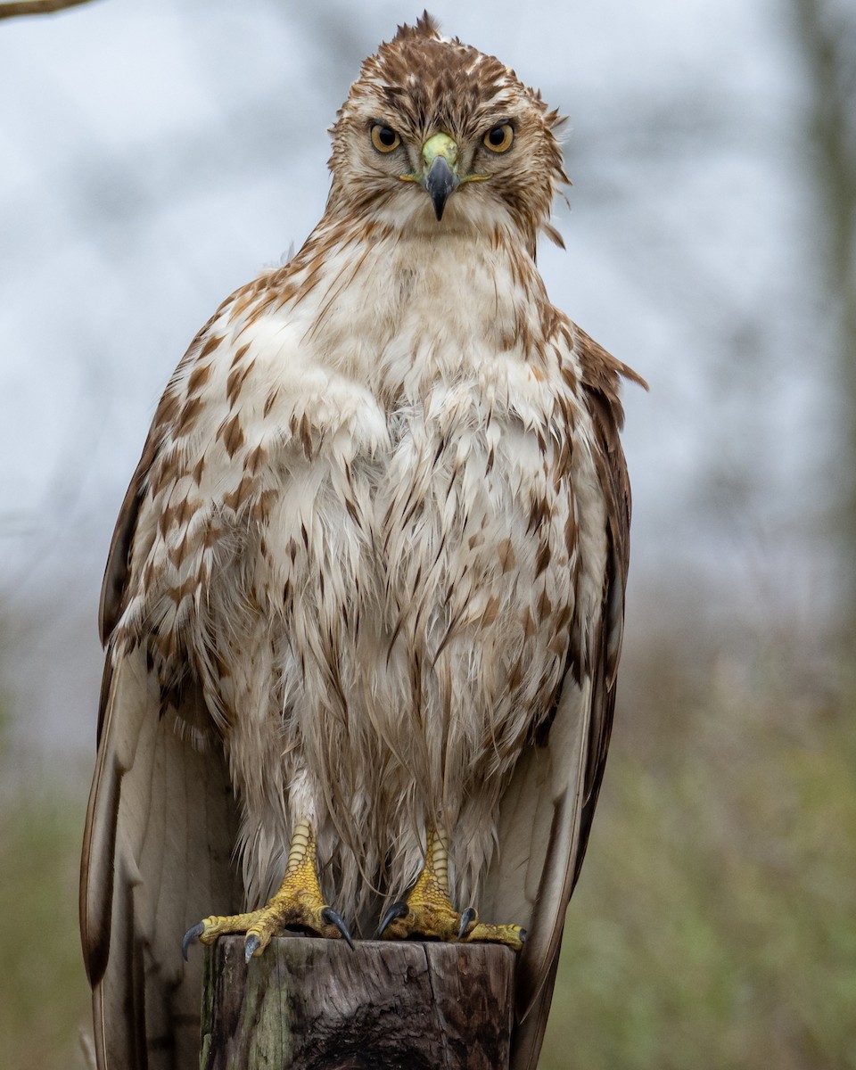 Red-tailed Hawk - ML519748141