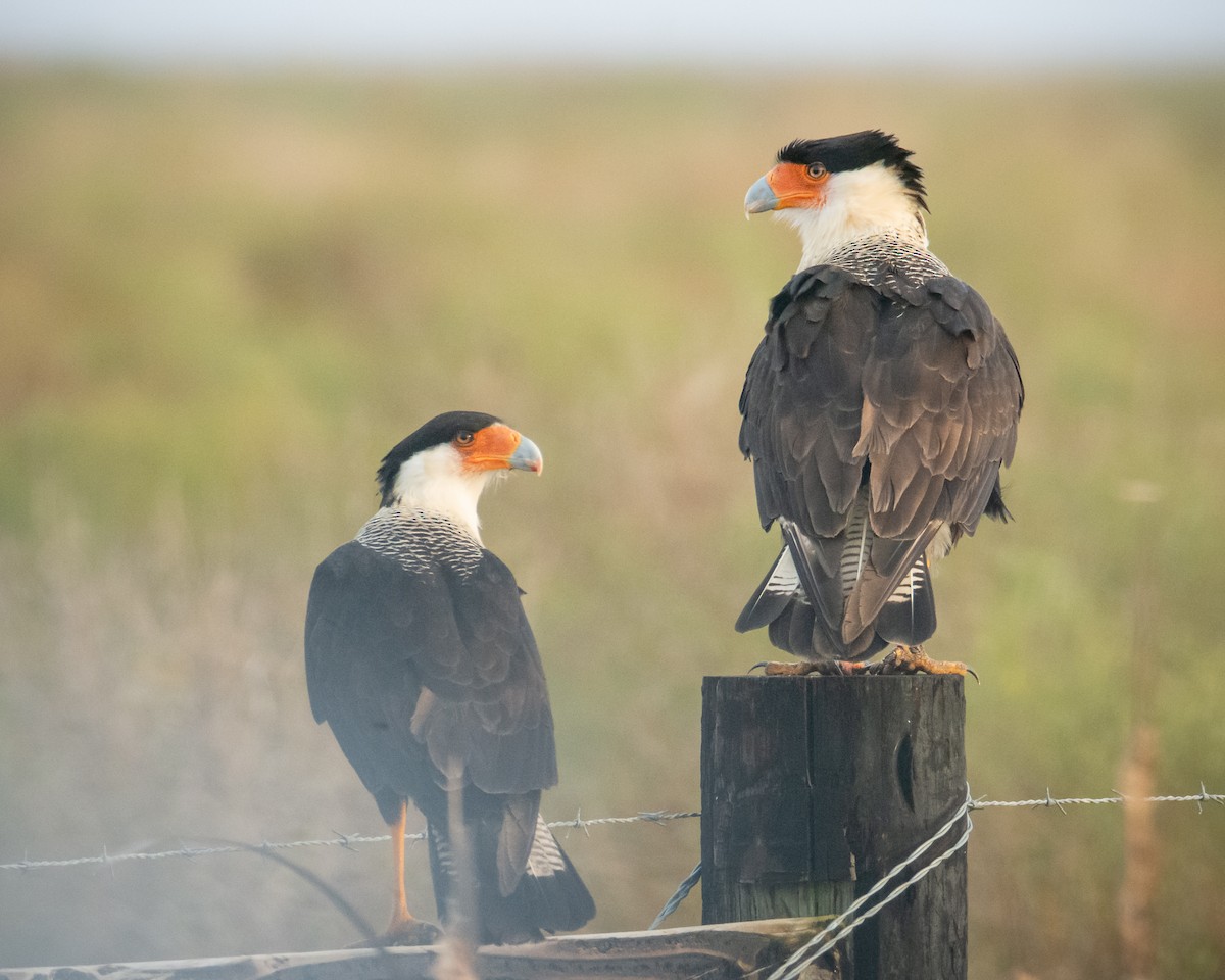 Crested Caracara - ML519748681