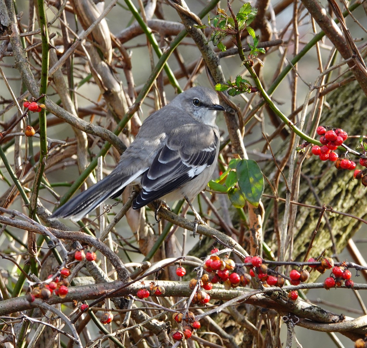 Northern Mockingbird - ML519750701