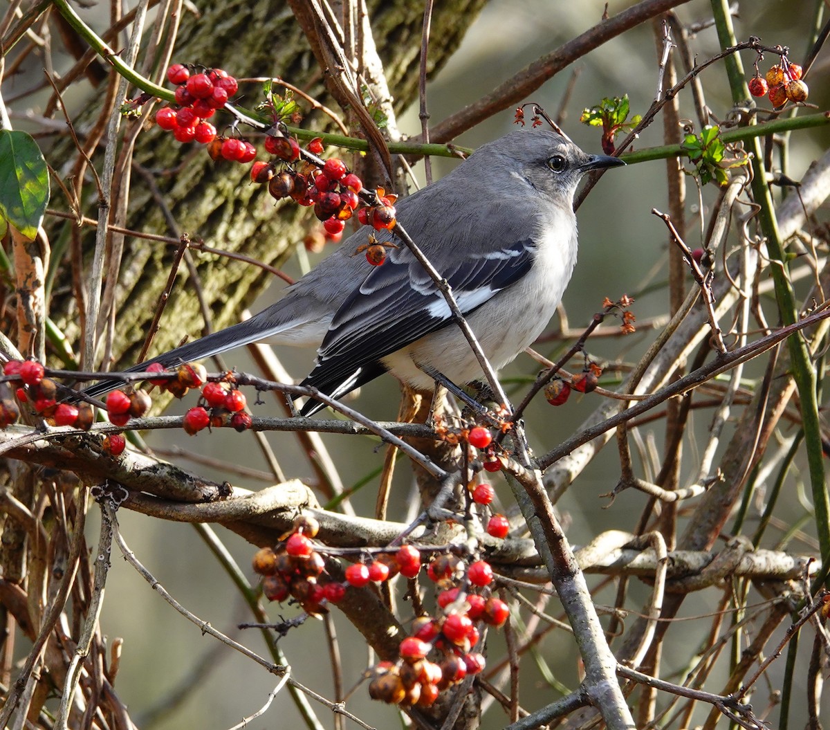 Northern Mockingbird - ML519750711