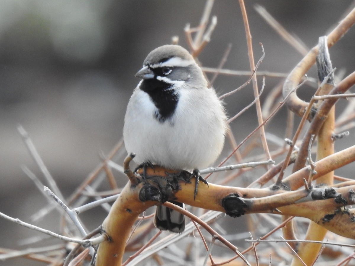 Black-throated Sparrow - ML519751491