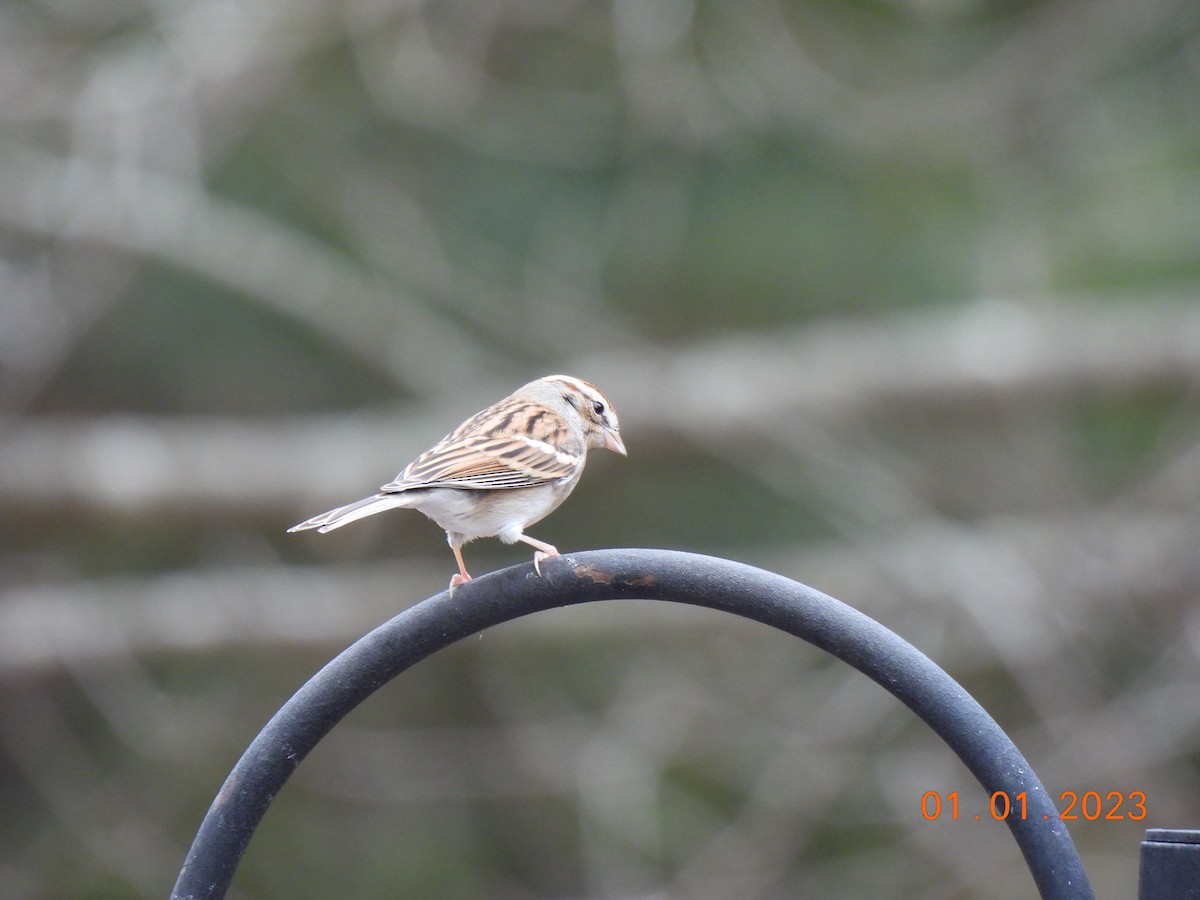 Chipping Sparrow - ML519751831