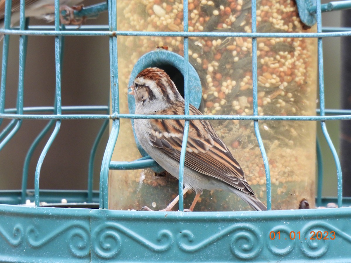 Chipping Sparrow - ML519751901