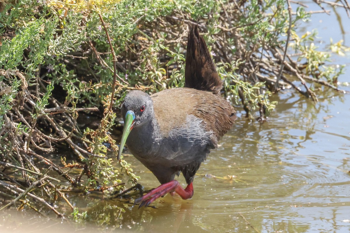 Plumbeous Rail - ML519751911