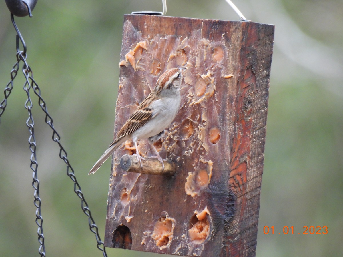 Chipping Sparrow - Cathy Mathias