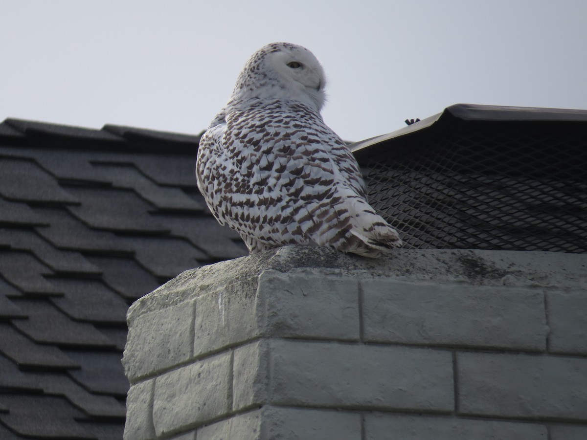 Snowy Owl - ML519753231