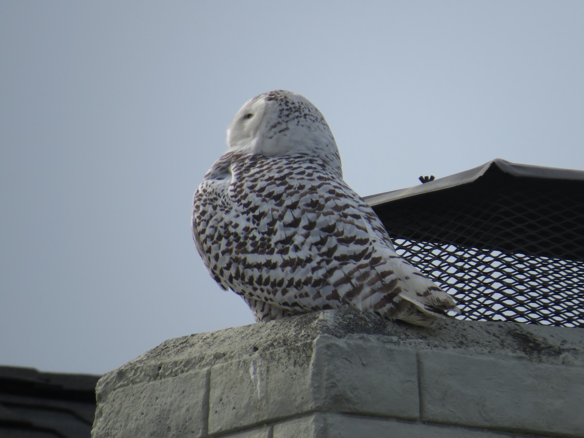 Snowy Owl - ML519753251