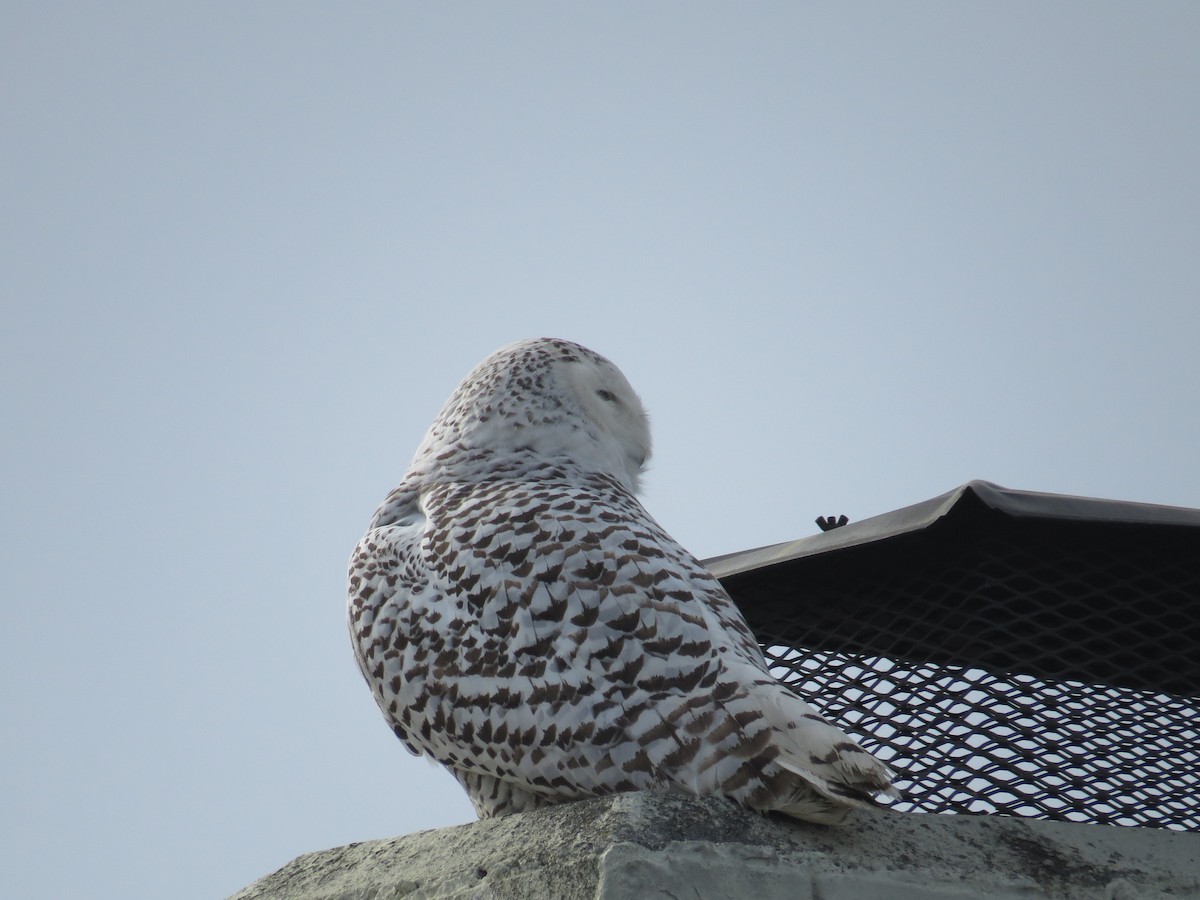 Snowy Owl - ML519753311