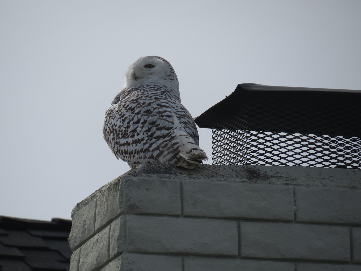 Snowy Owl - ML519753391