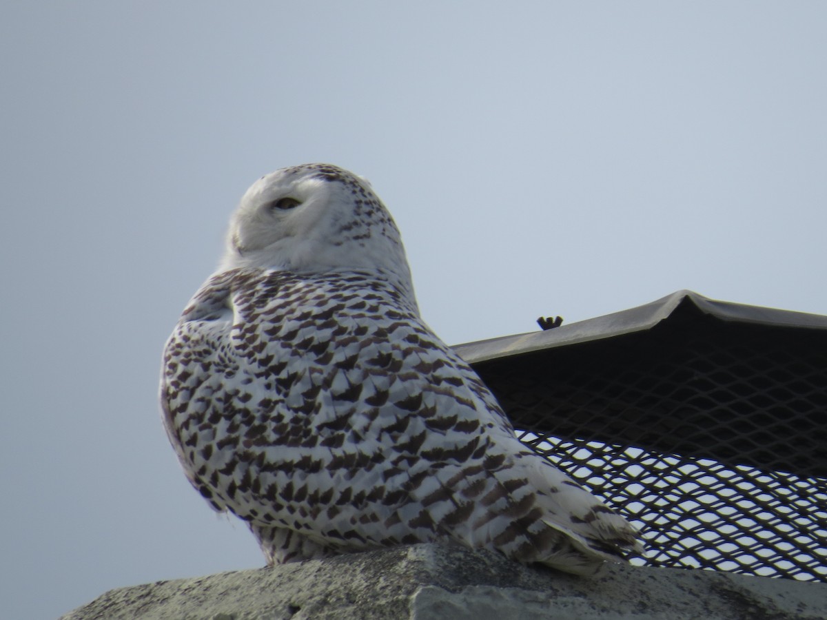 Snowy Owl - ML519753521