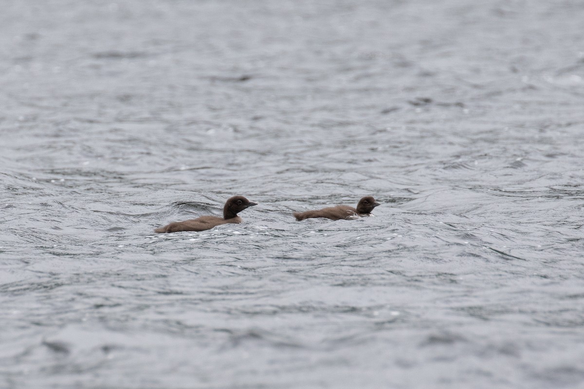 Common Loon - ML519754471