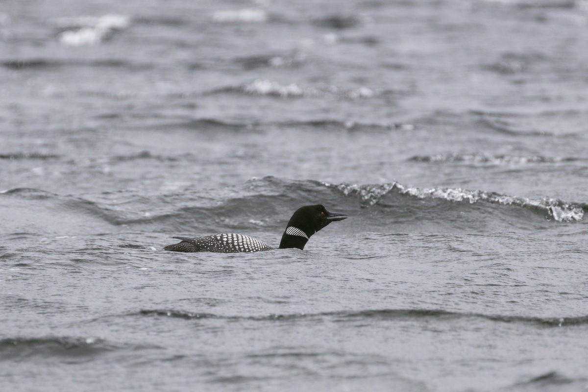 Common Loon - ML519754481