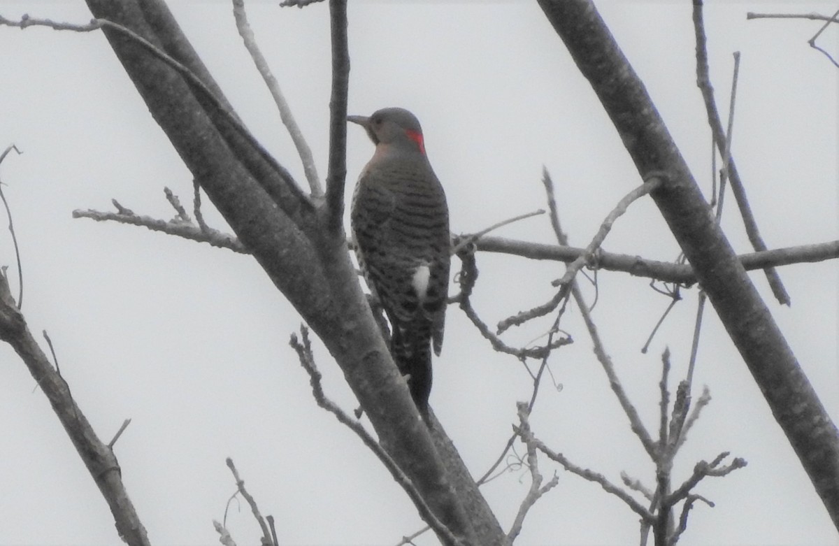 Northern Flicker - ML519754621