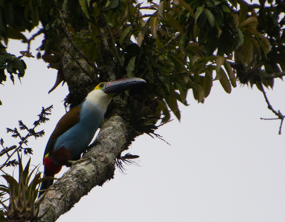 tukan černozobý - ML51975471