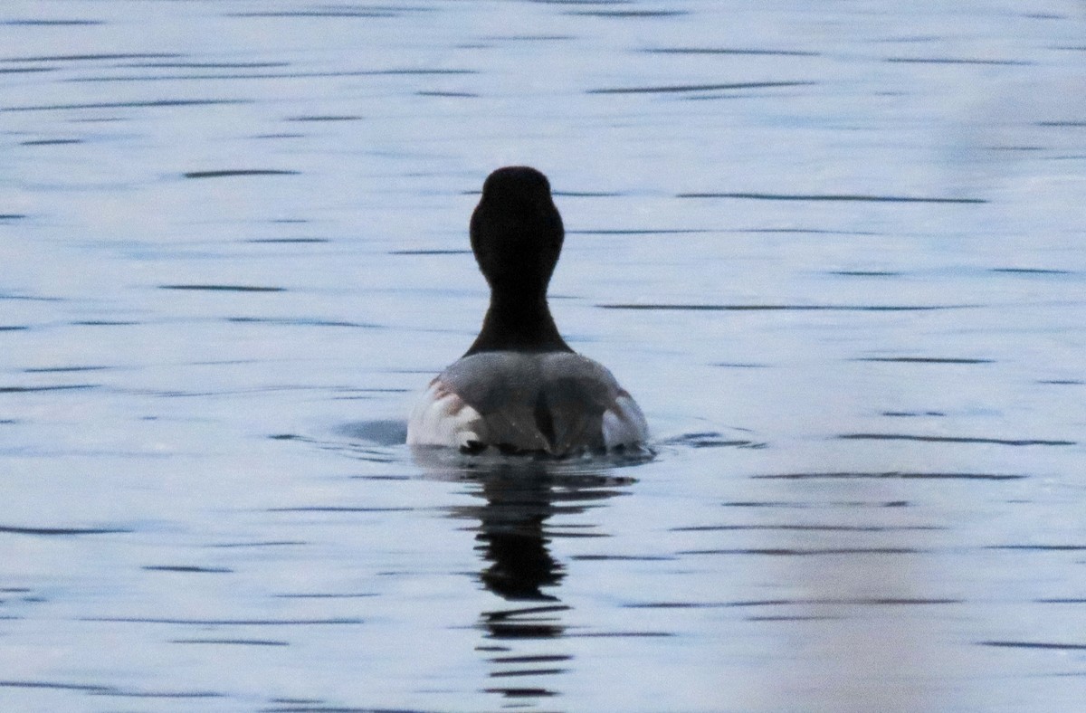 Greater Scaup - ML519755051