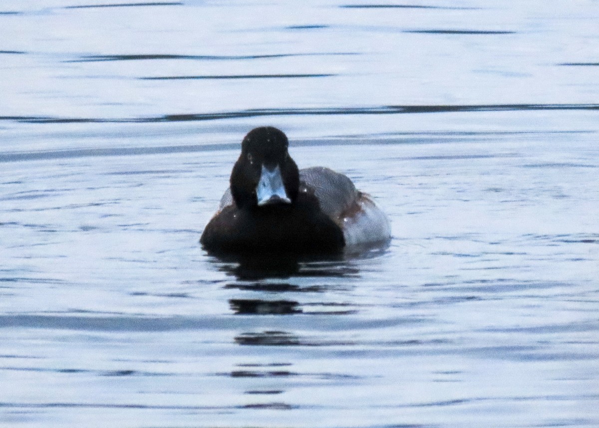 Greater Scaup - ML519755061
