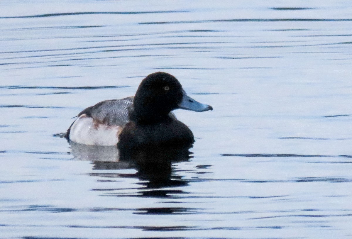Greater Scaup - ML519755071