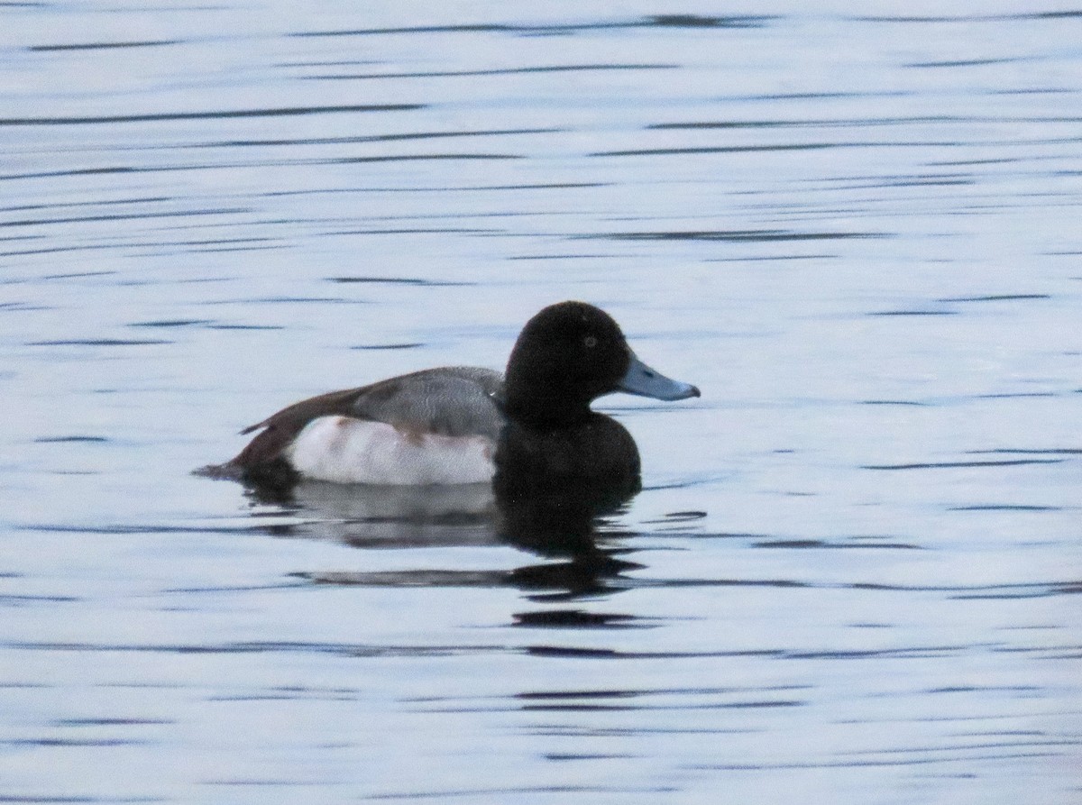 Greater Scaup - ML519755081