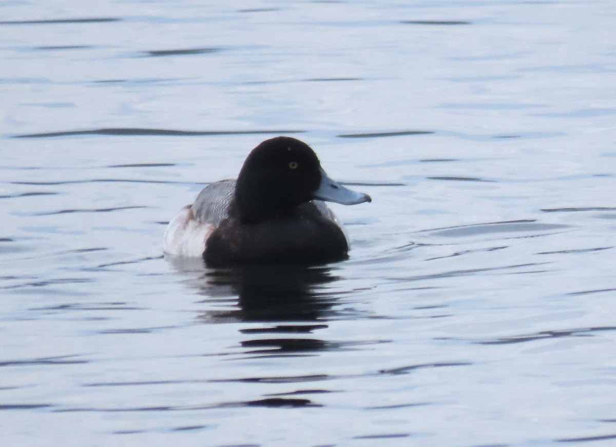 Greater Scaup - ML519755101