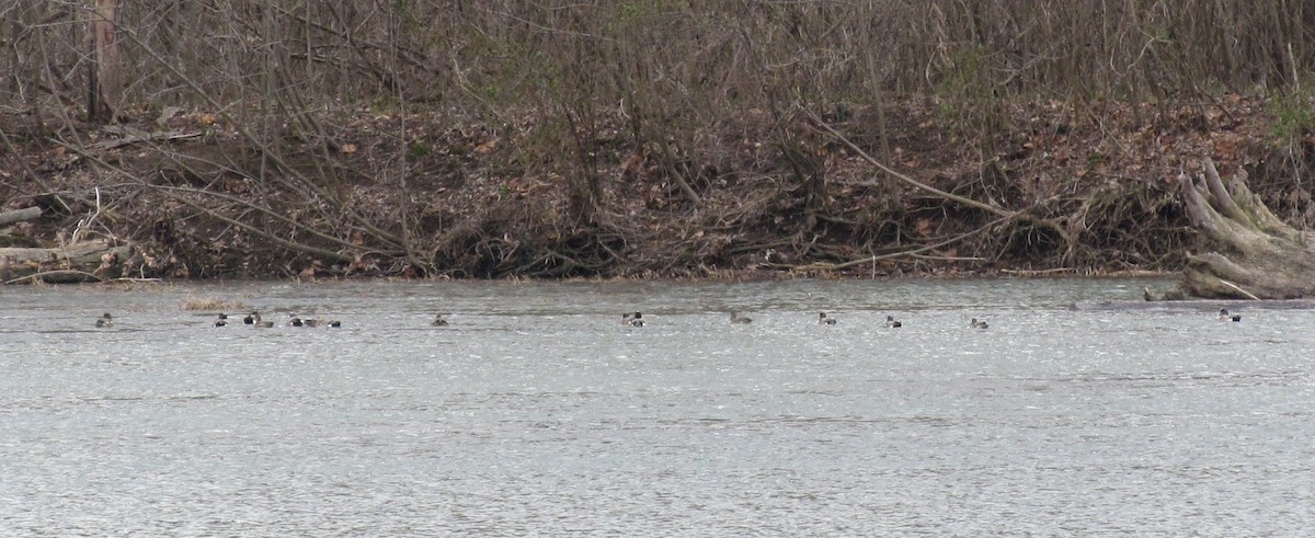 American Wigeon - ML51975581