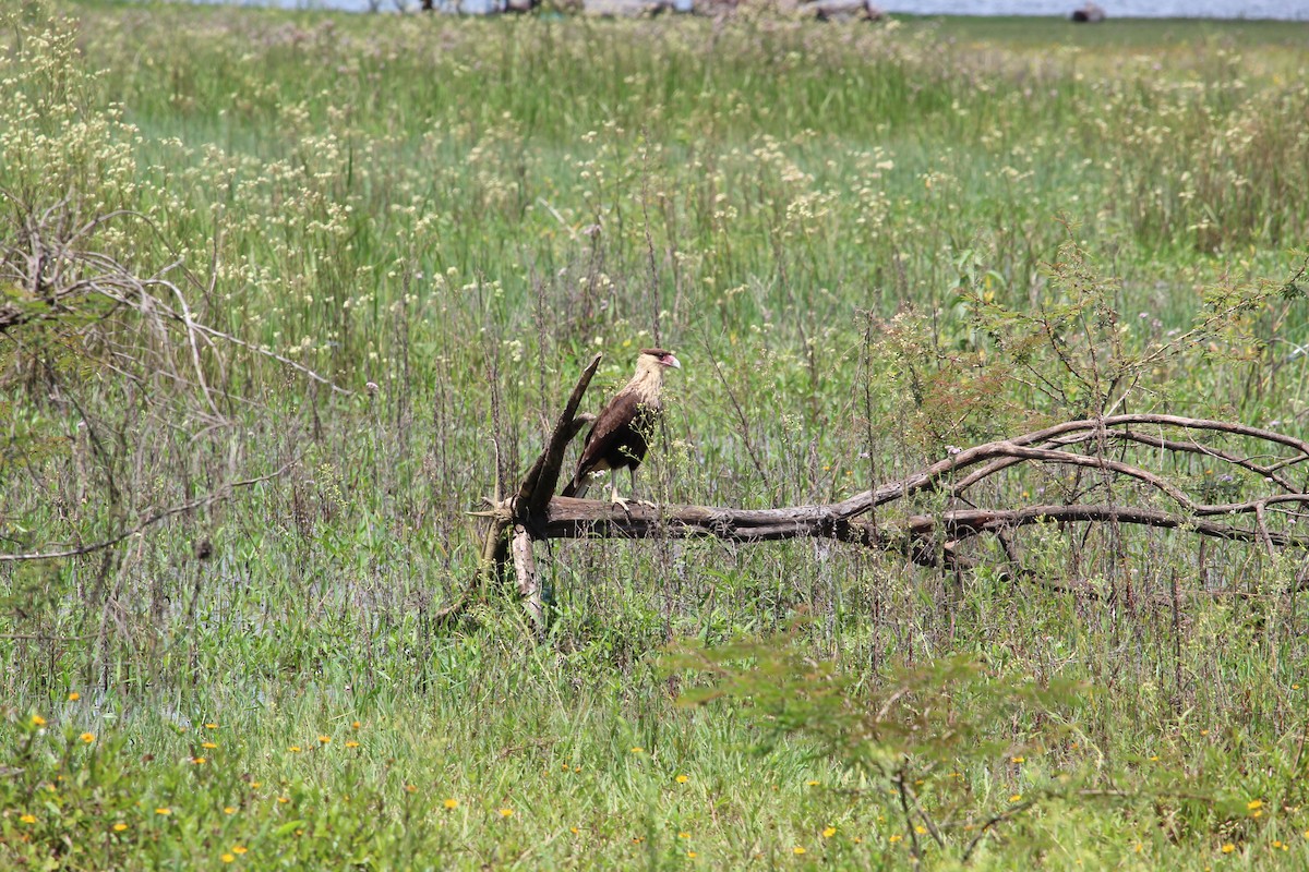 Caracara huppé - ML519756021