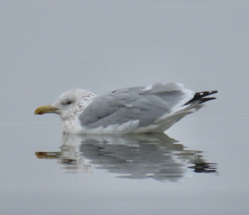 Iceland Gull (Thayer's) - Wren Willet
