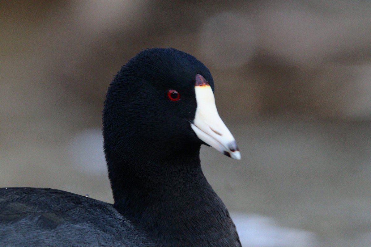 American Coot - Quinn Nial