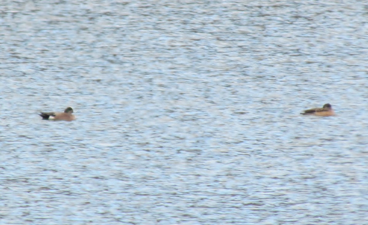 American Wigeon - ML51975721