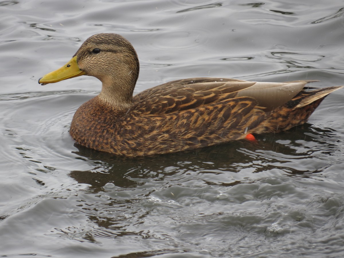 Canard du Mexique - ML519757381