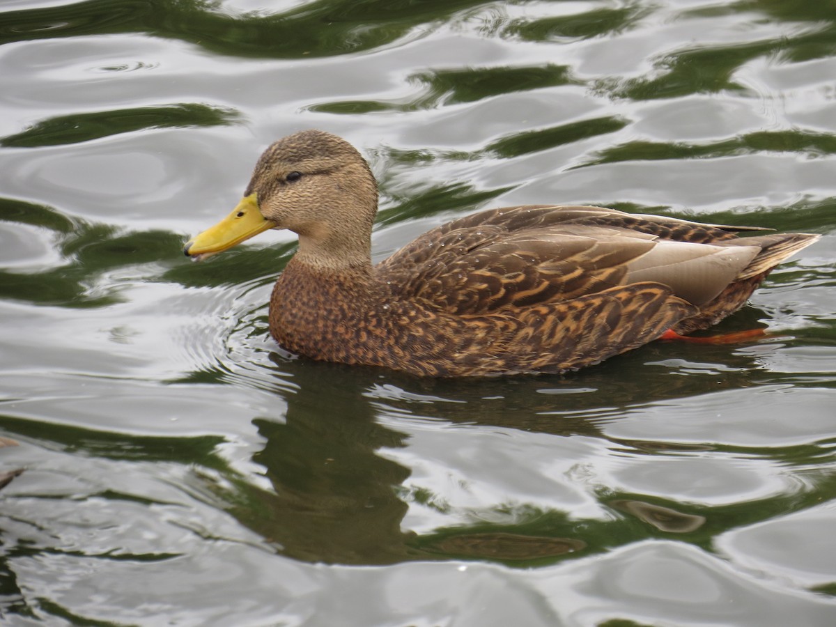 Mexican Duck - ML519757481