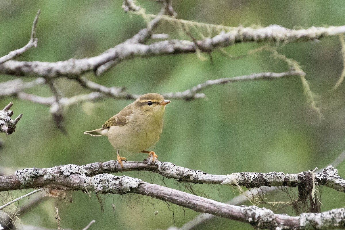 Arctic Warbler - ML519757771