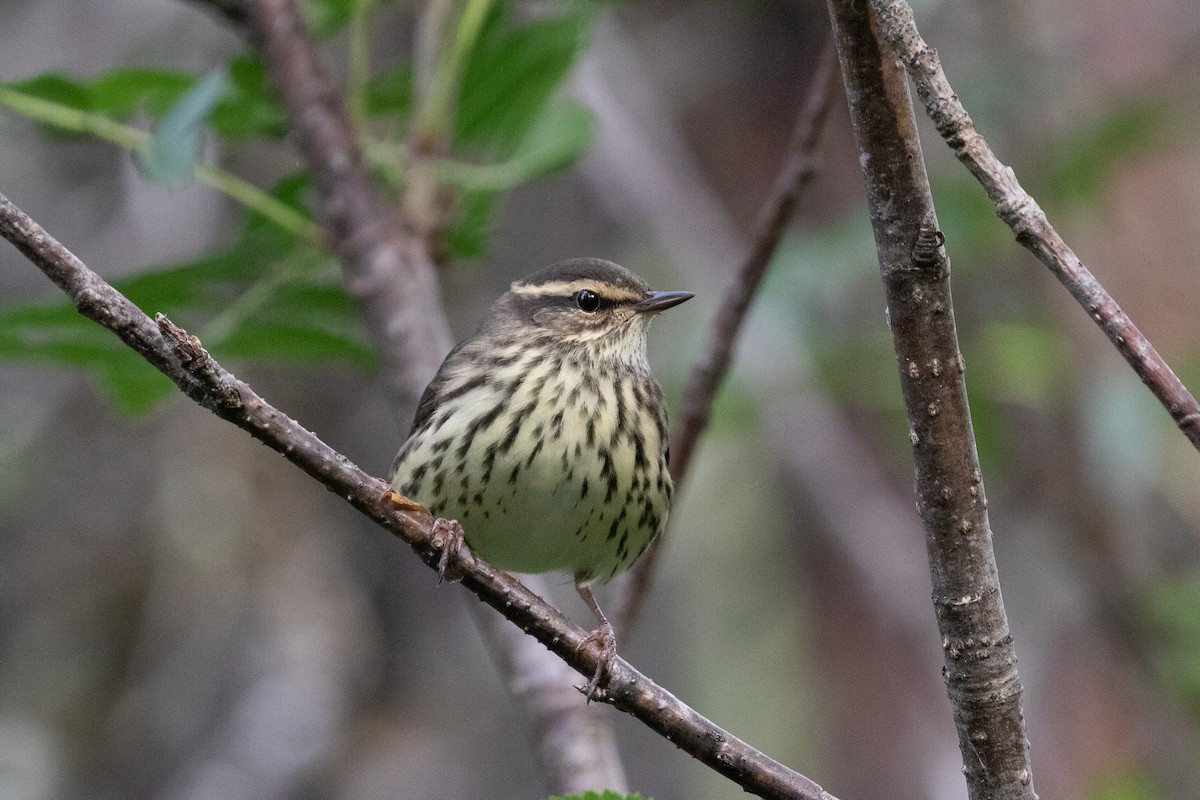 Northern Waterthrush - ML519757921