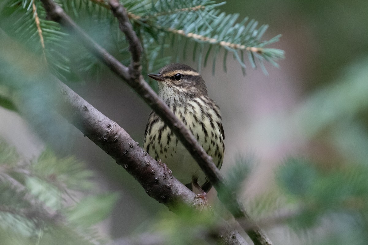 Northern Waterthrush - ML519757931