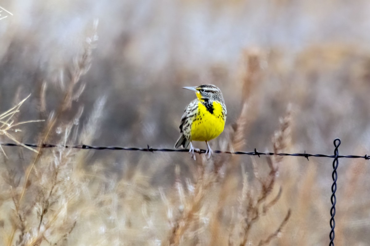 Western Meadowlark - ML519758831