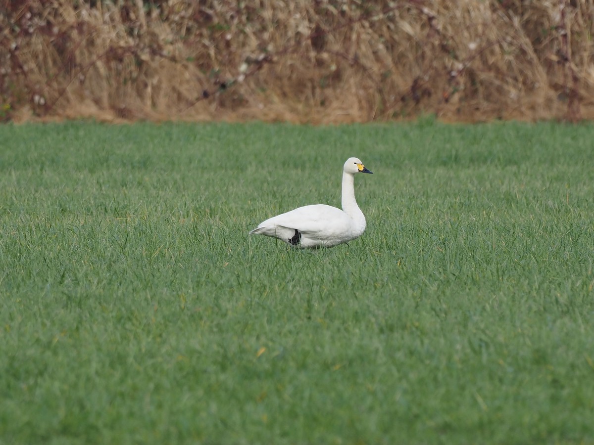 Гунгар хун (Bewick's) - ML519758901