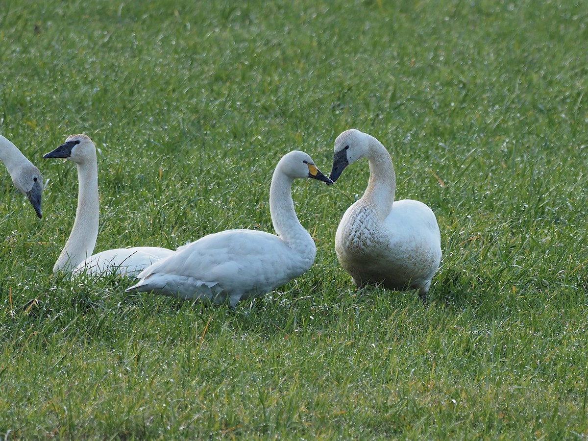 Гунгар хун (Bewick's) - ML519758911