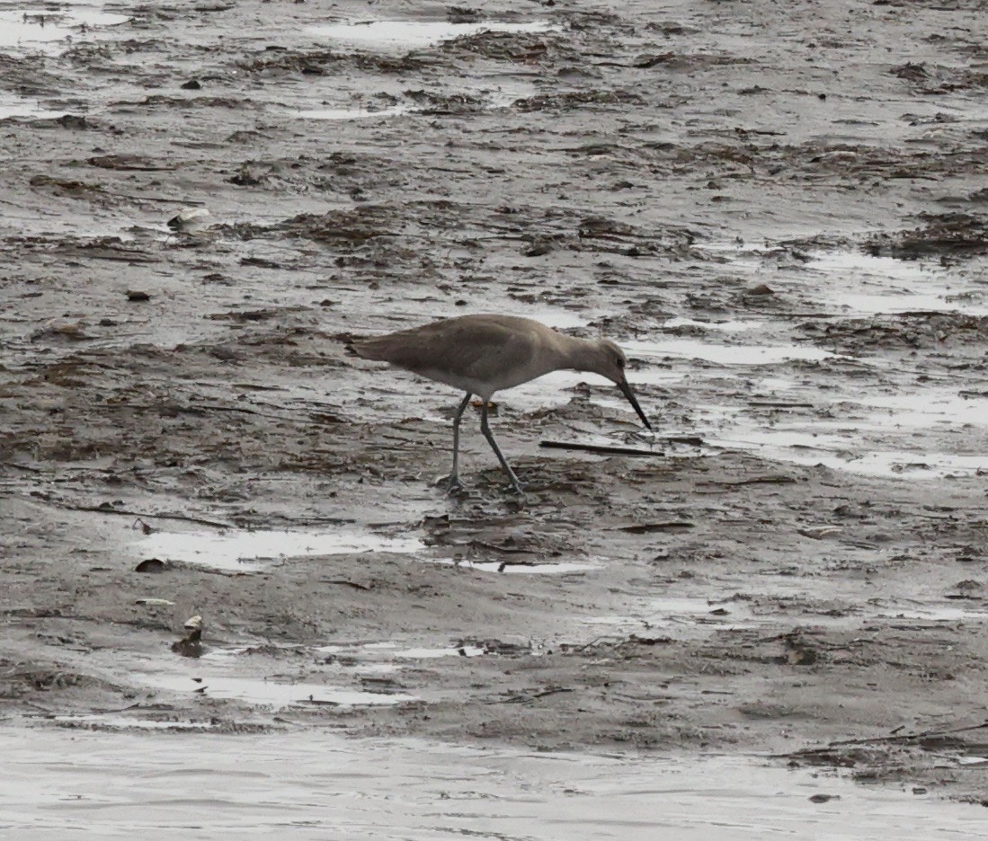 Willet - ML519759471