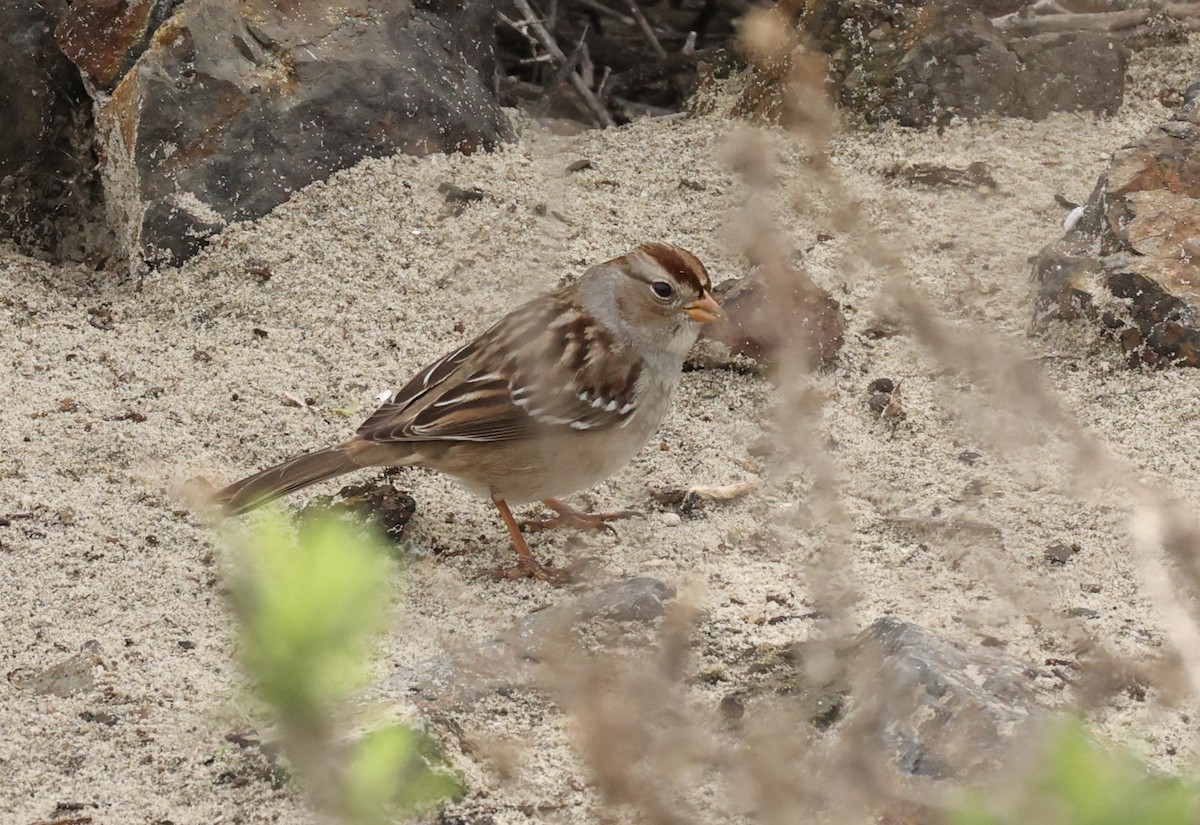 White-crowned Sparrow - ML519760071