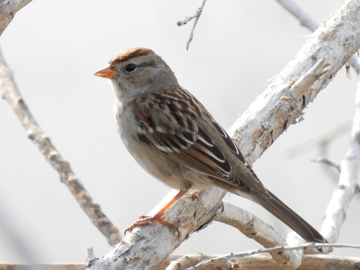 White-crowned Sparrow - ML519760951