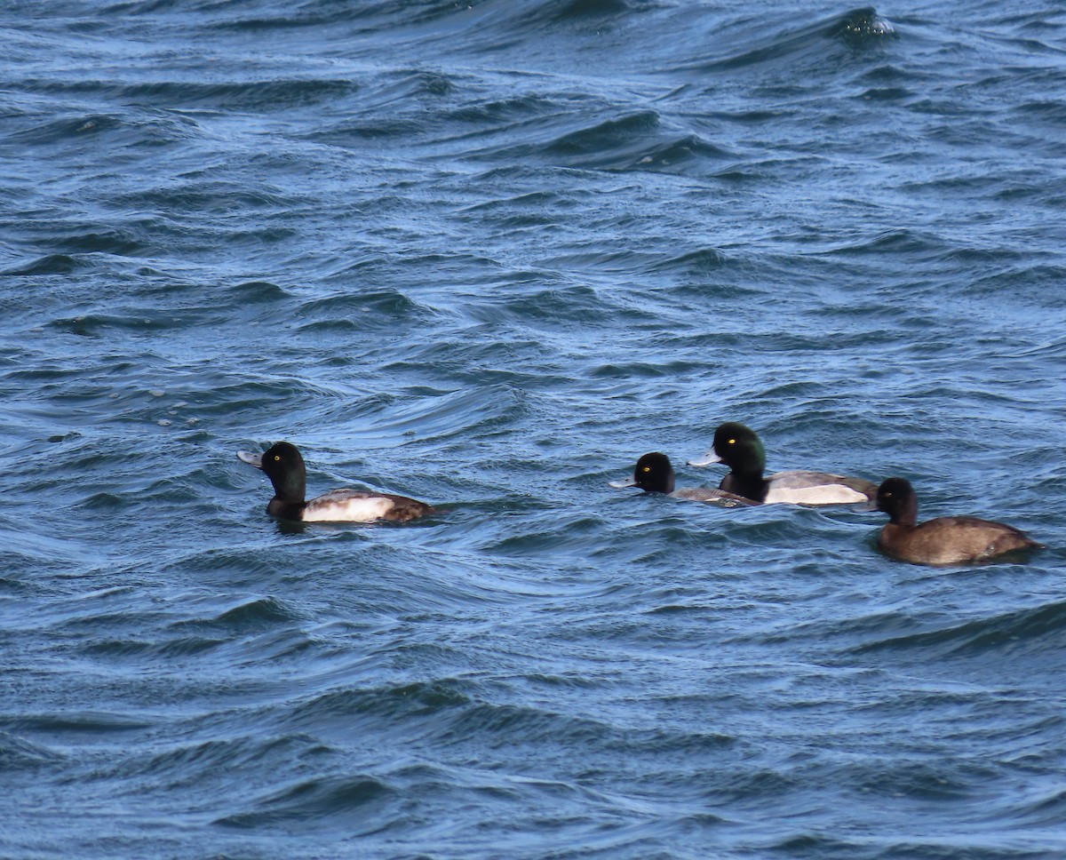 Greater Scaup - ML519761171