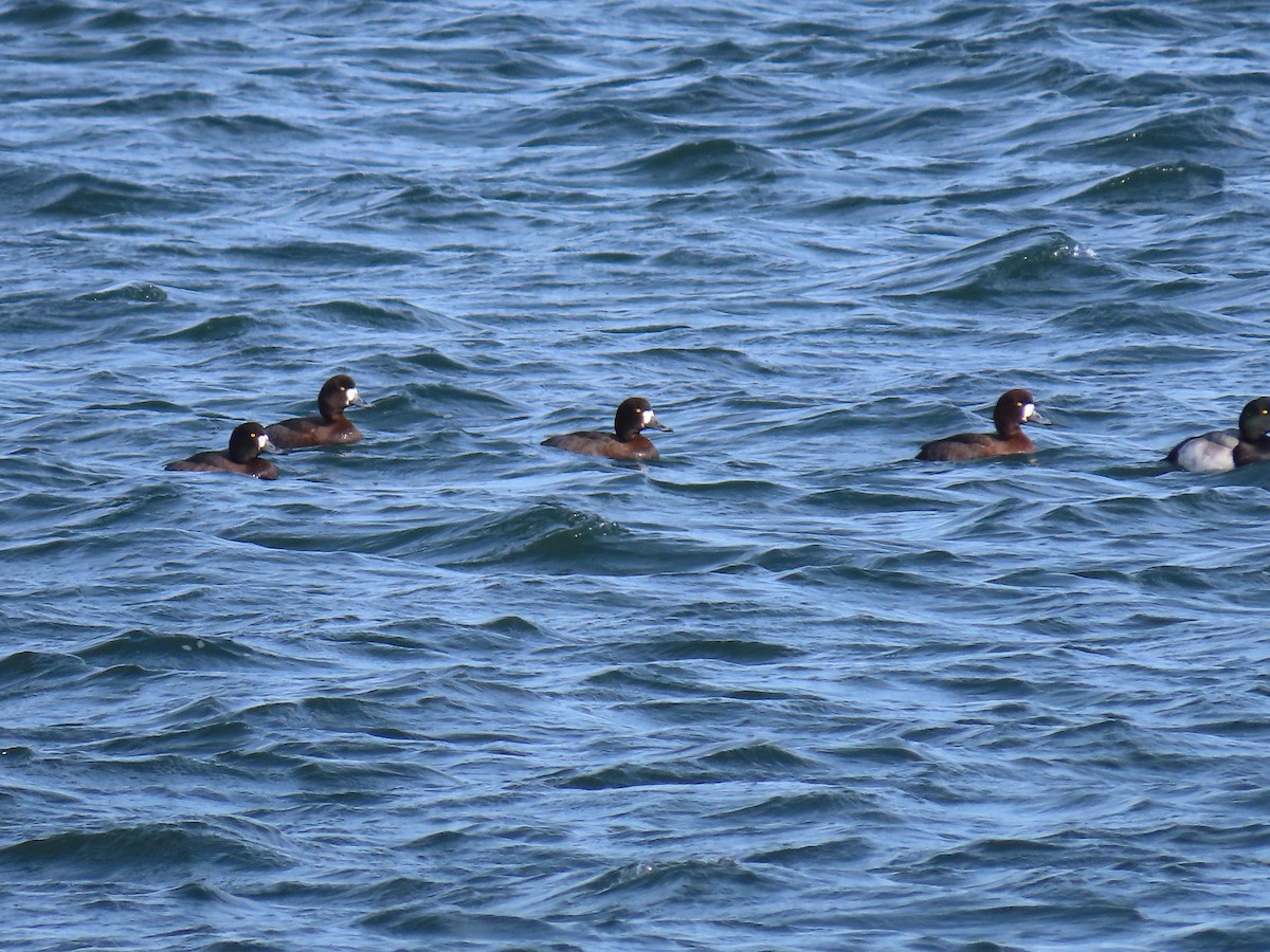 Greater Scaup - ML519761181