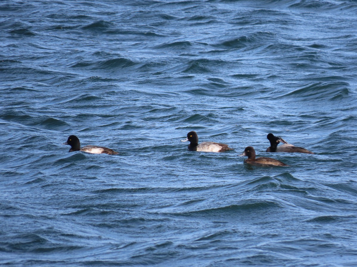 Greater Scaup - ML519761191