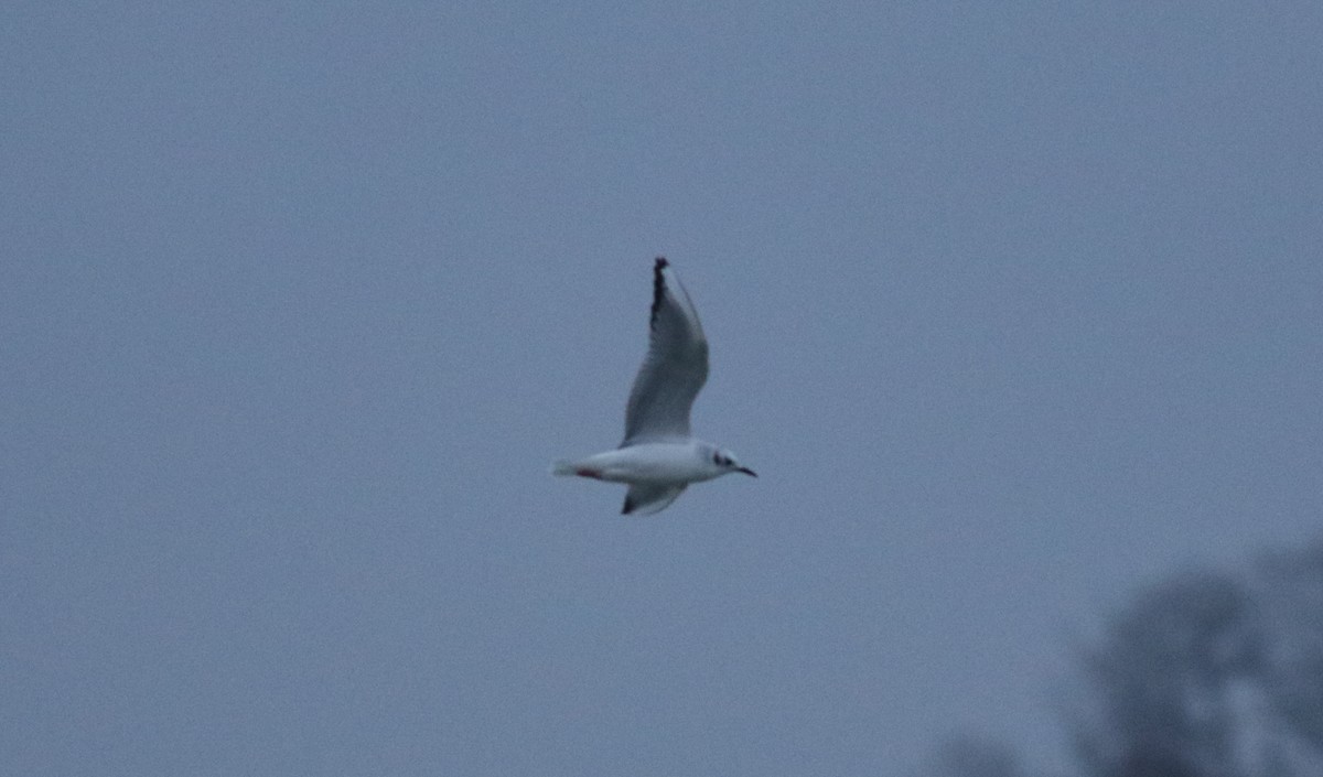 Bonaparte's Gull - ML519761321