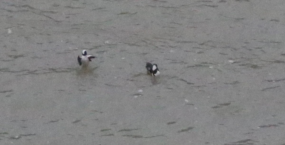 Bufflehead - ML519762271