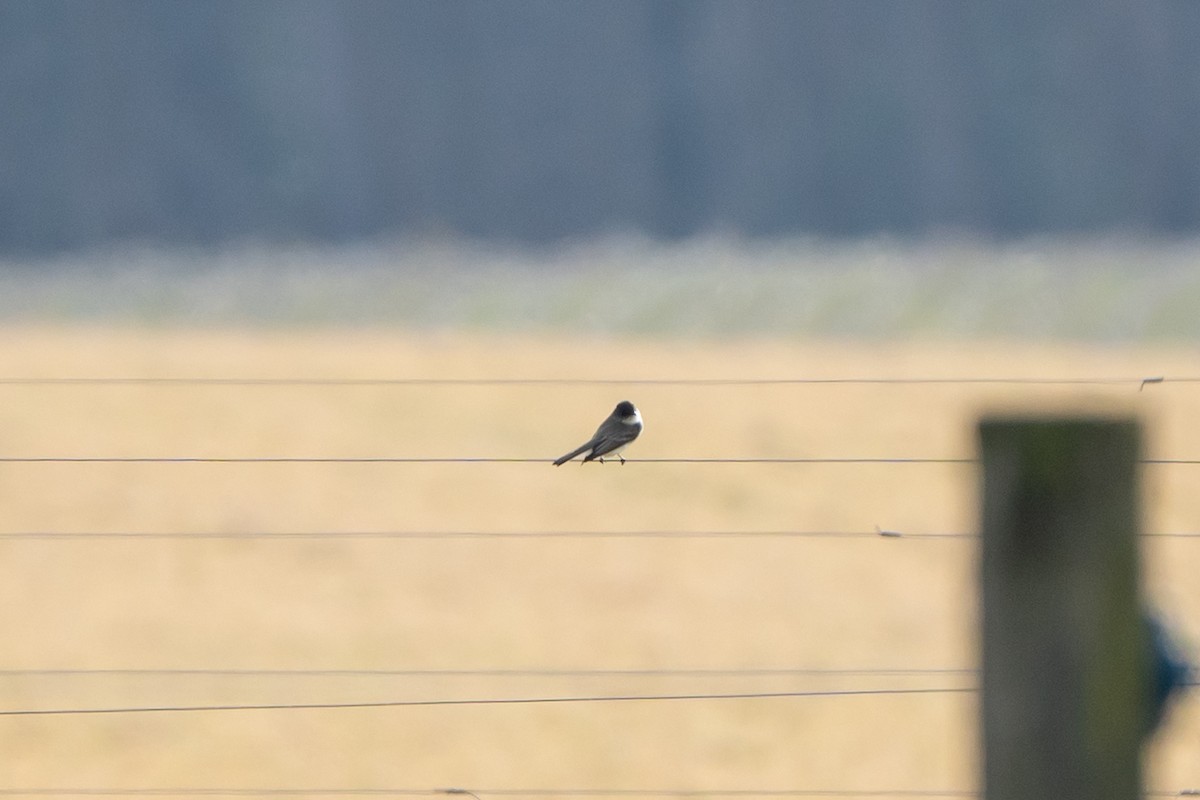 Eastern Phoebe - ML519762721
