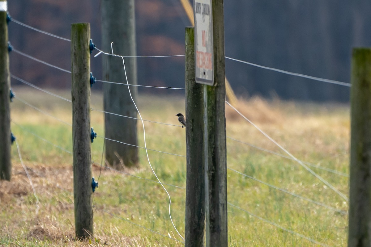 Eastern Phoebe - ML519762731