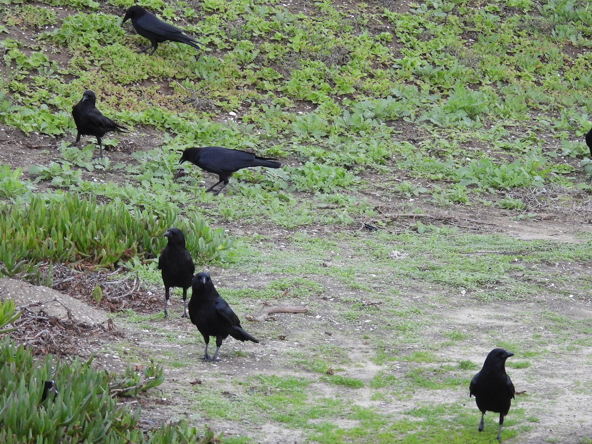 Ворона американська - ML519763651
